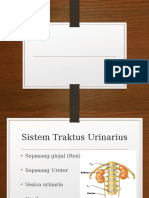 Traktus Ur