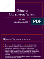 C 8 Gc3a9nero Corynebacterium