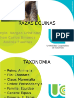 Razas Equinas