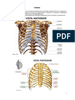 Anatomia Torax