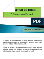 Cultivo de Trigo