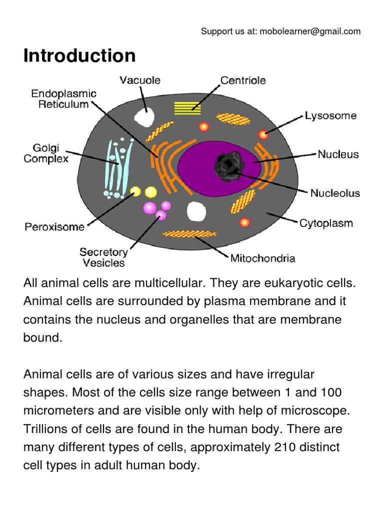 Animal Cell.pdf | Cell Nucleus | Cell (Biology)