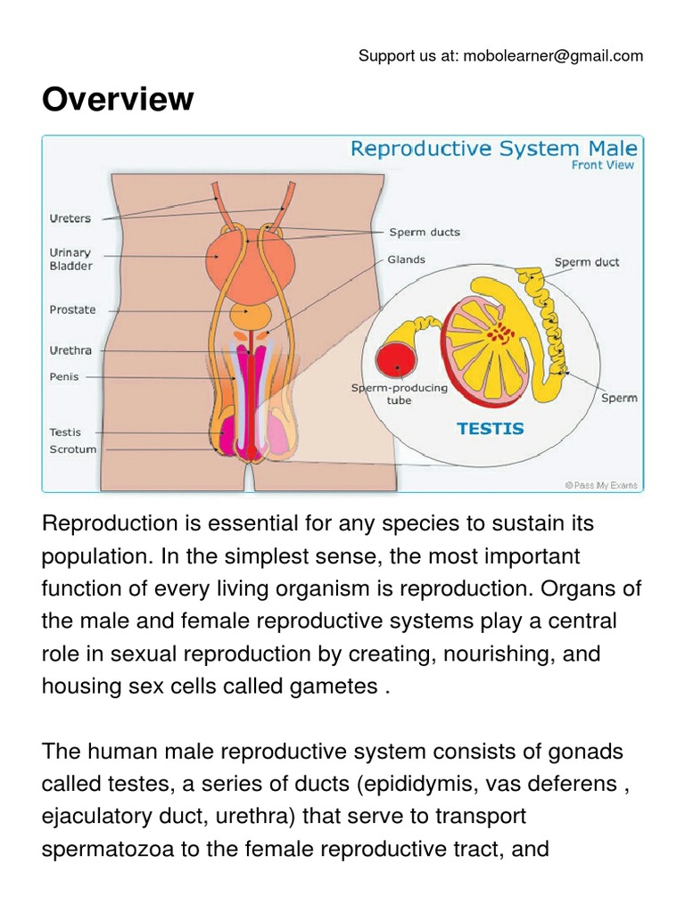 Male Reproductive System.pdf | Testicle | Reproductive System