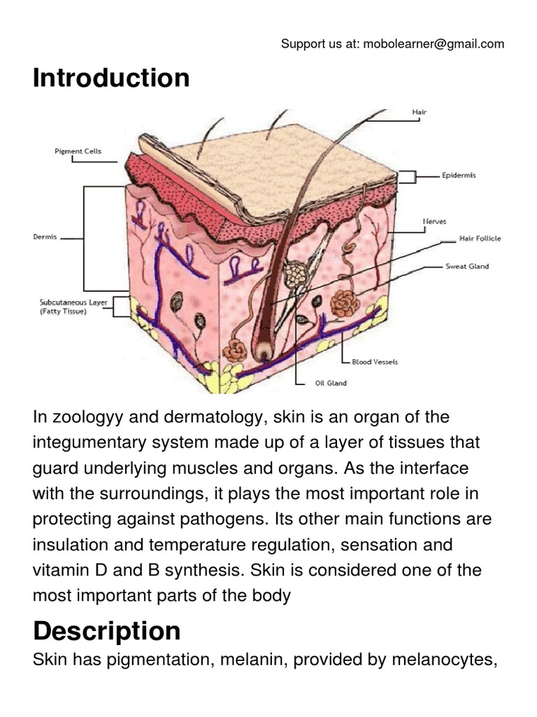 Skin PDF | PDF