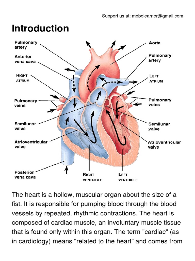 The Heart.pdf Heart Valve Ventricle (Heart)