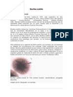 Documento_bacillus_subtilis.docx