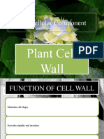 Bio Presentation - Cell Wall