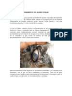 Hundimiento Del Globo Ocular - Veterinaria