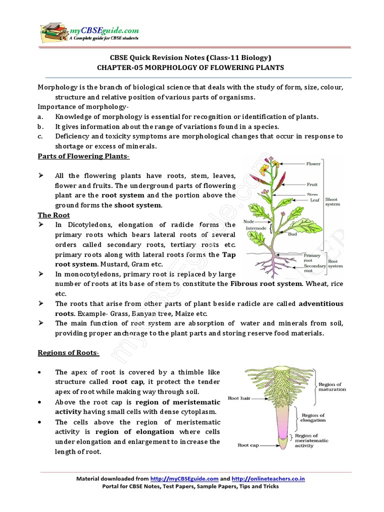 11_biology_notes_ch05_morphology_of_flowering_plants.pdf Seed Flowers