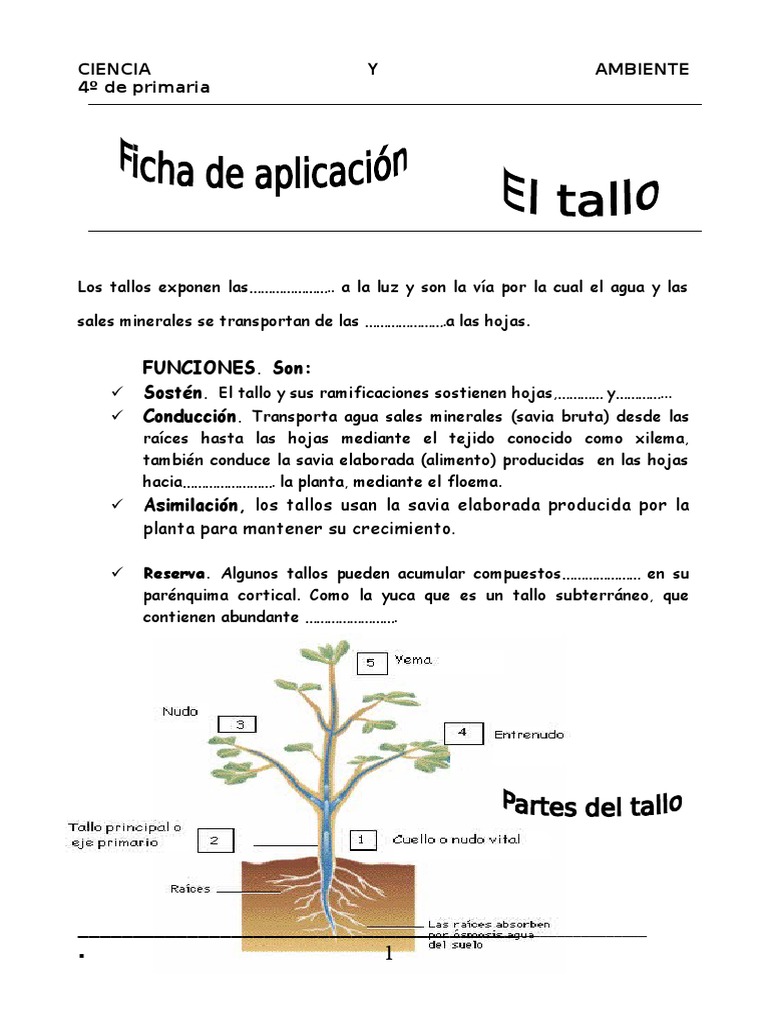 Funciones y partes del tallo de la planta | PDF | Tallo de la planta | Raíz