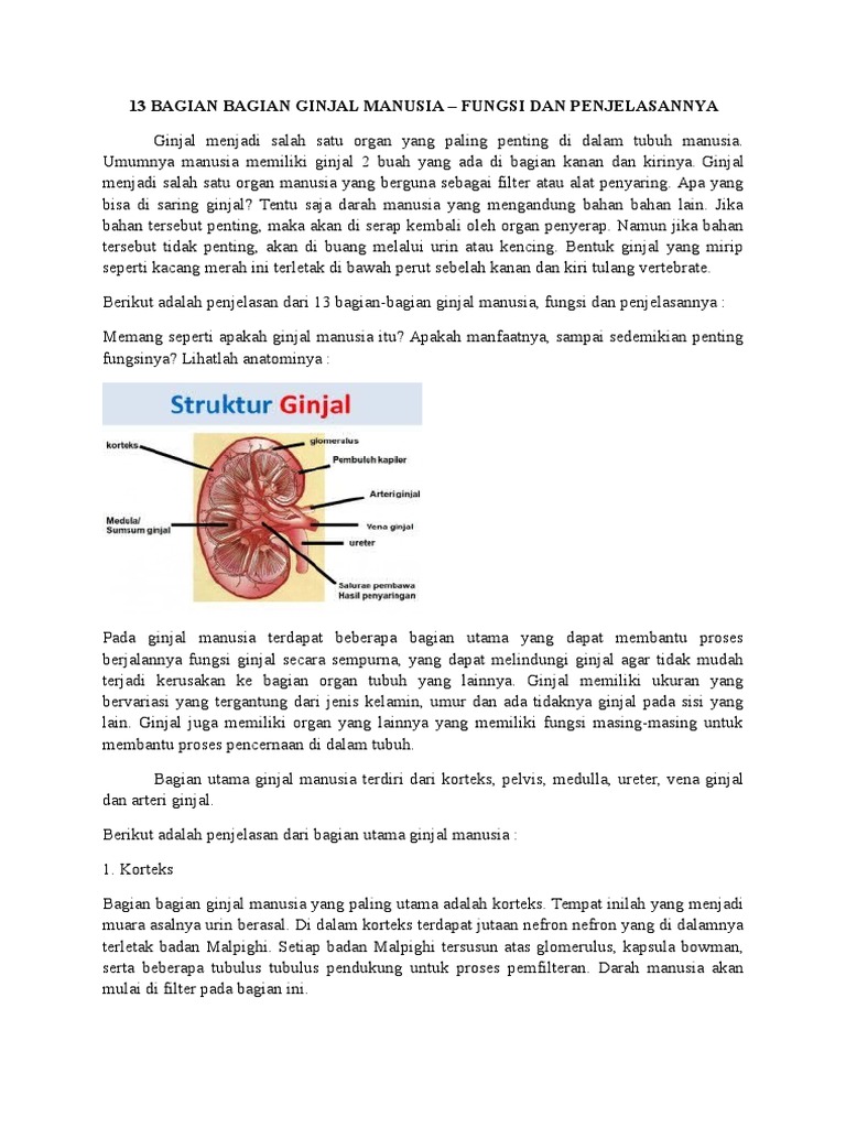 Unduh 4500 Gambar Ginjal Manusia Dan Penjelasannya Paling Bagus HD