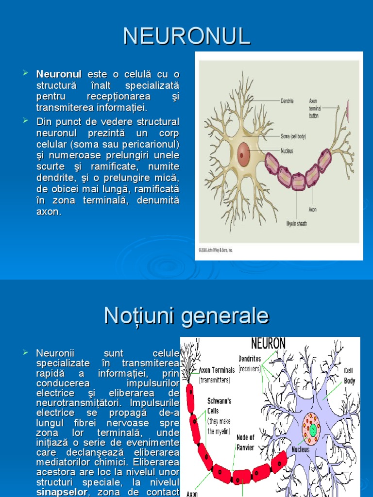 Neuron Ul | PDF