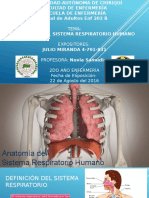 Anatomia Sistema Respiratorio