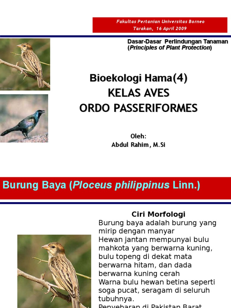 4 Ordo Aves