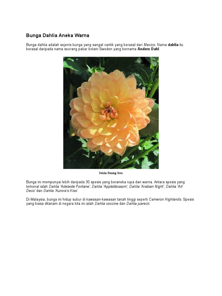Bunga Dahlia Aneka Warna Pdf