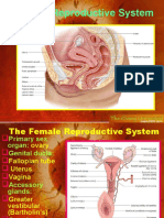 femalereproductivesystem-131005022604-phpapp01