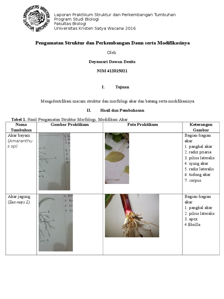 Sistem Perakaran Dan Modifikasi Akar Tumbuhan Struktur Dan Morfologi Tumbuhan