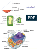 Plant and animal cell response to solutions