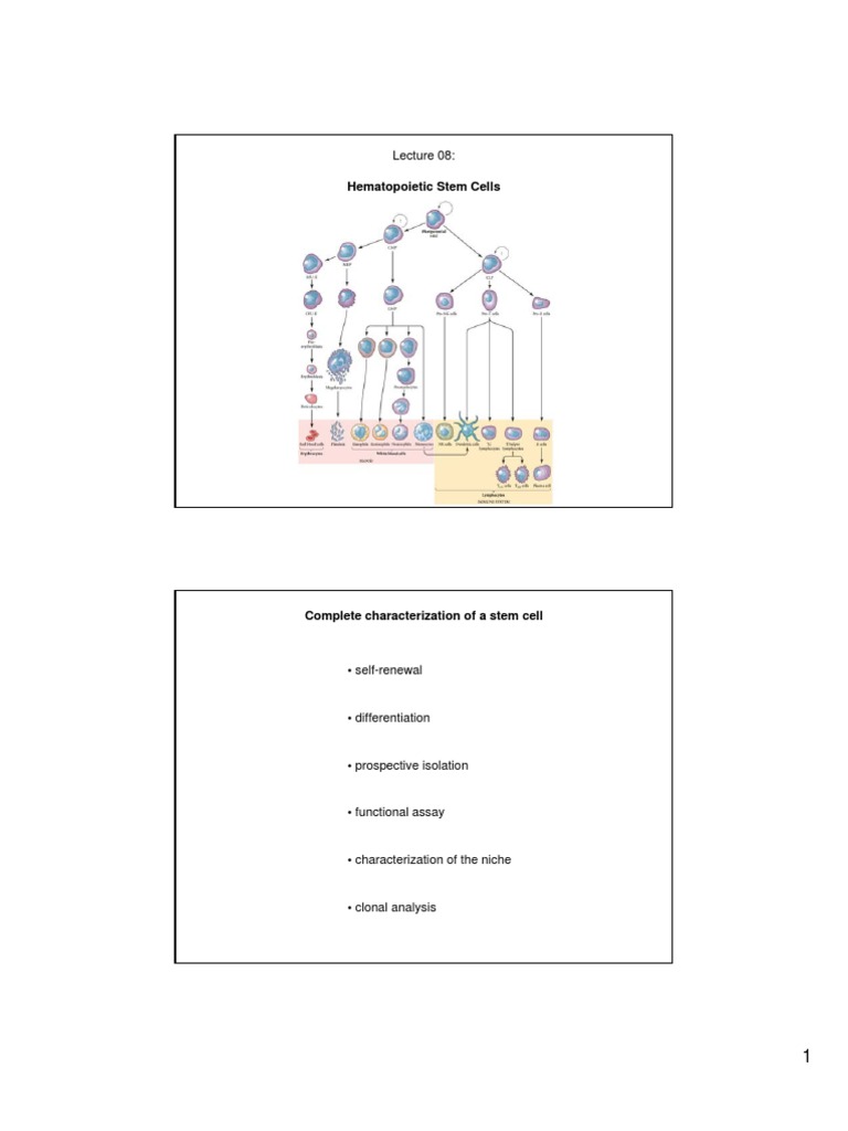 Hematopoietic Stem Cells | PDF | Hematopoietic Stem Cell | Stem Cell