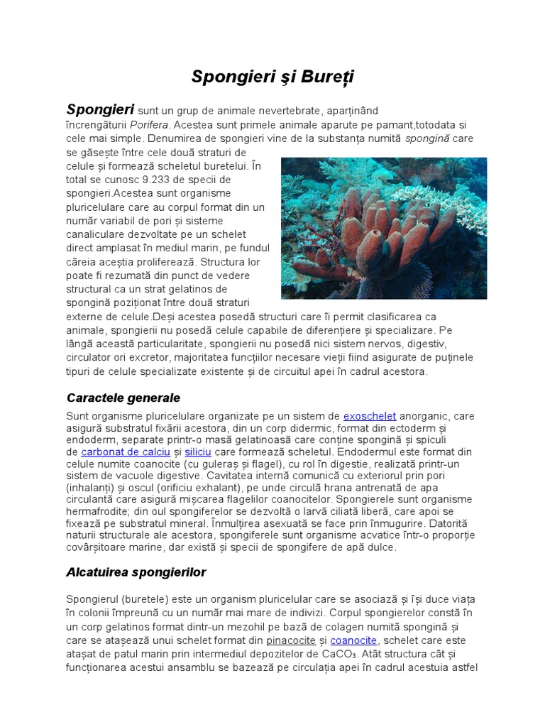 Spongieri | PDF