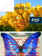 Insecta