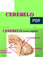 Cerebelo Anatomia 40