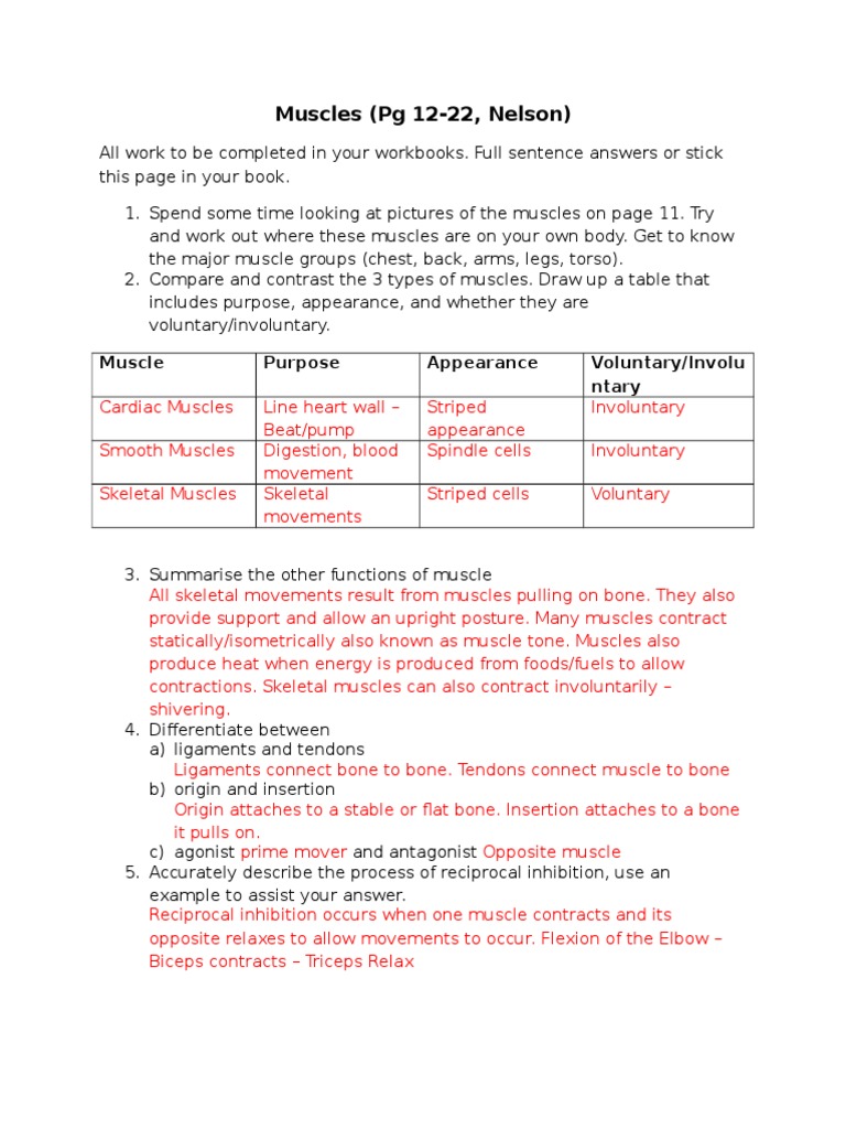 muscle-system-worksheet-answers