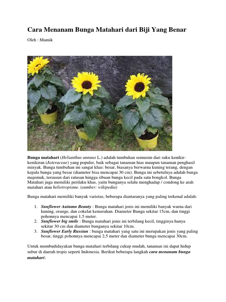 800 Gambar Bunga Matahari Yang Mudah HD Terbaru Infobaru