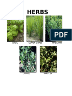 Herbs