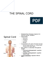 The Spinal Cord