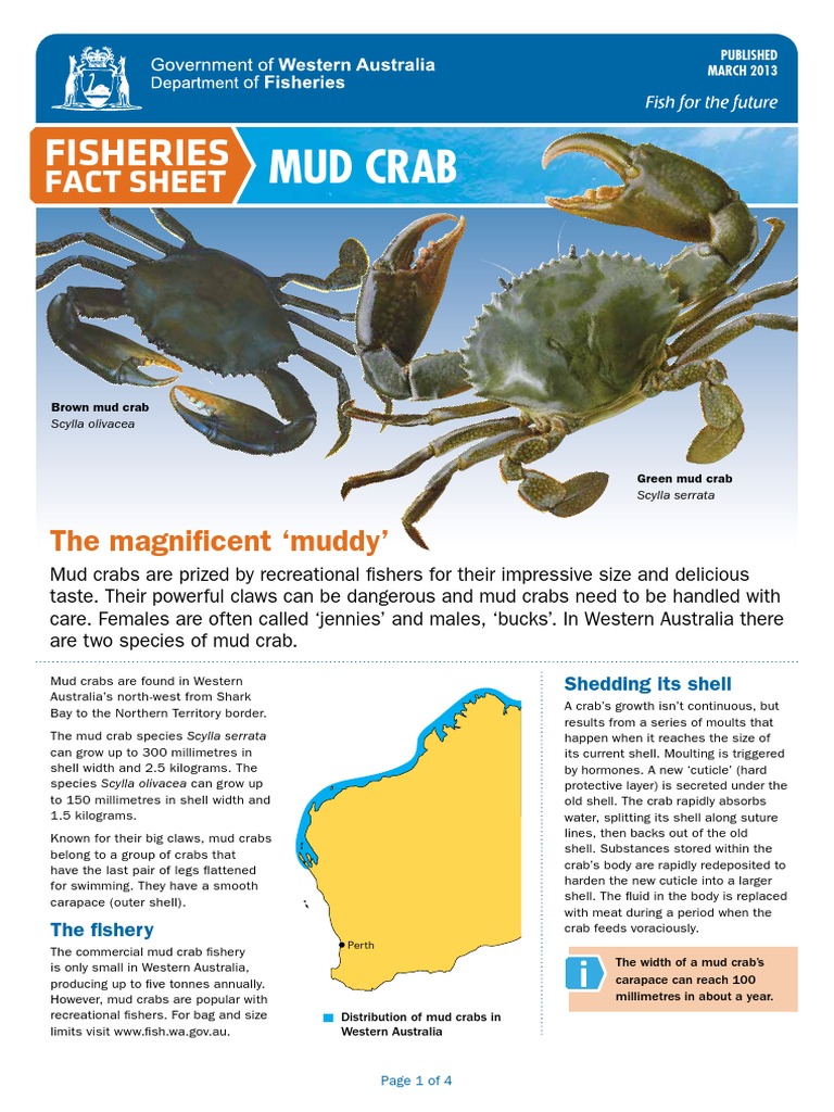 fact_sheet_mud_crab.pdf Crab Spawn (Biology)