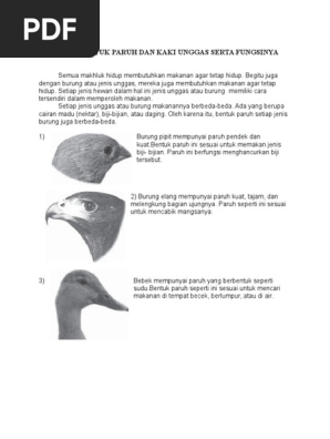 Bentuk Paruh Burung Pdf