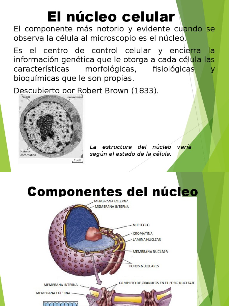 05 El Núcleo Celular Nucleo celular Cromosoma
