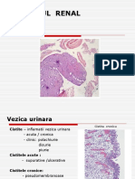 APARAT RENAL - Vezica Urinara+ Aparat Genital Masculin