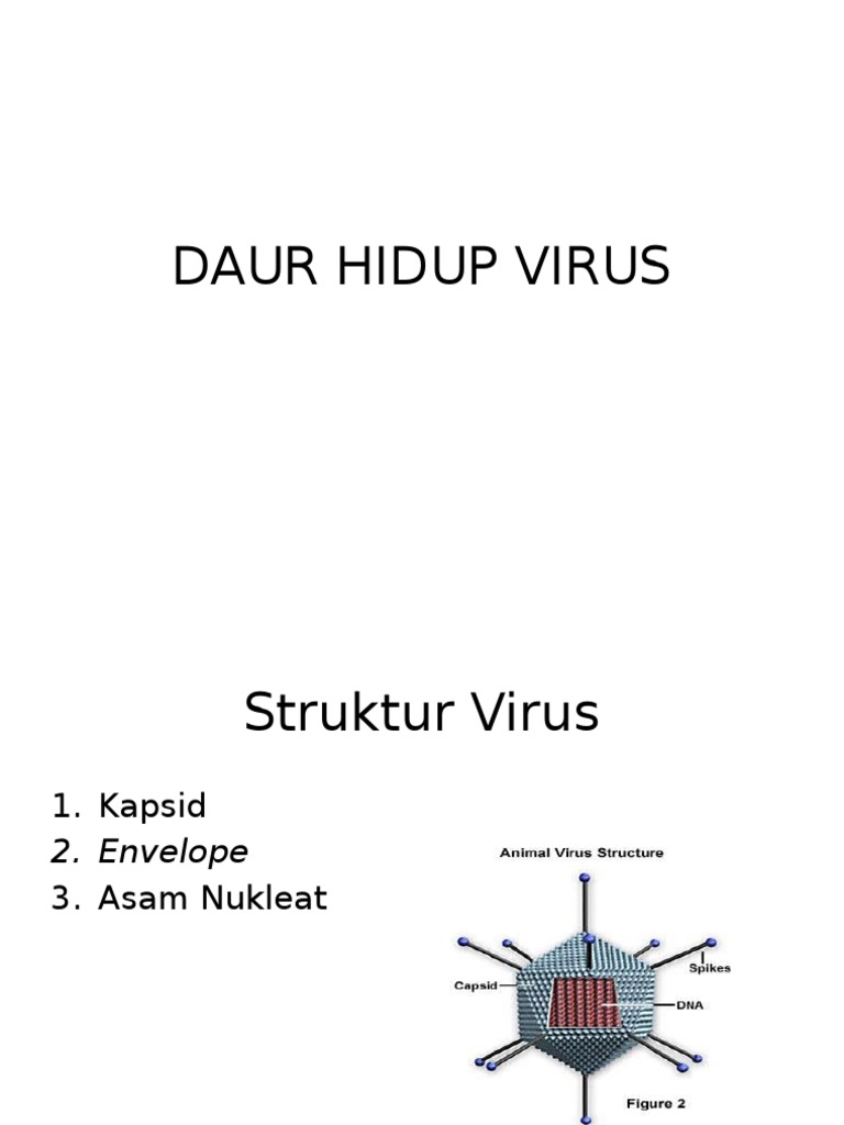 Daur Hidup Virus