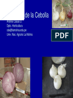 Cebolla