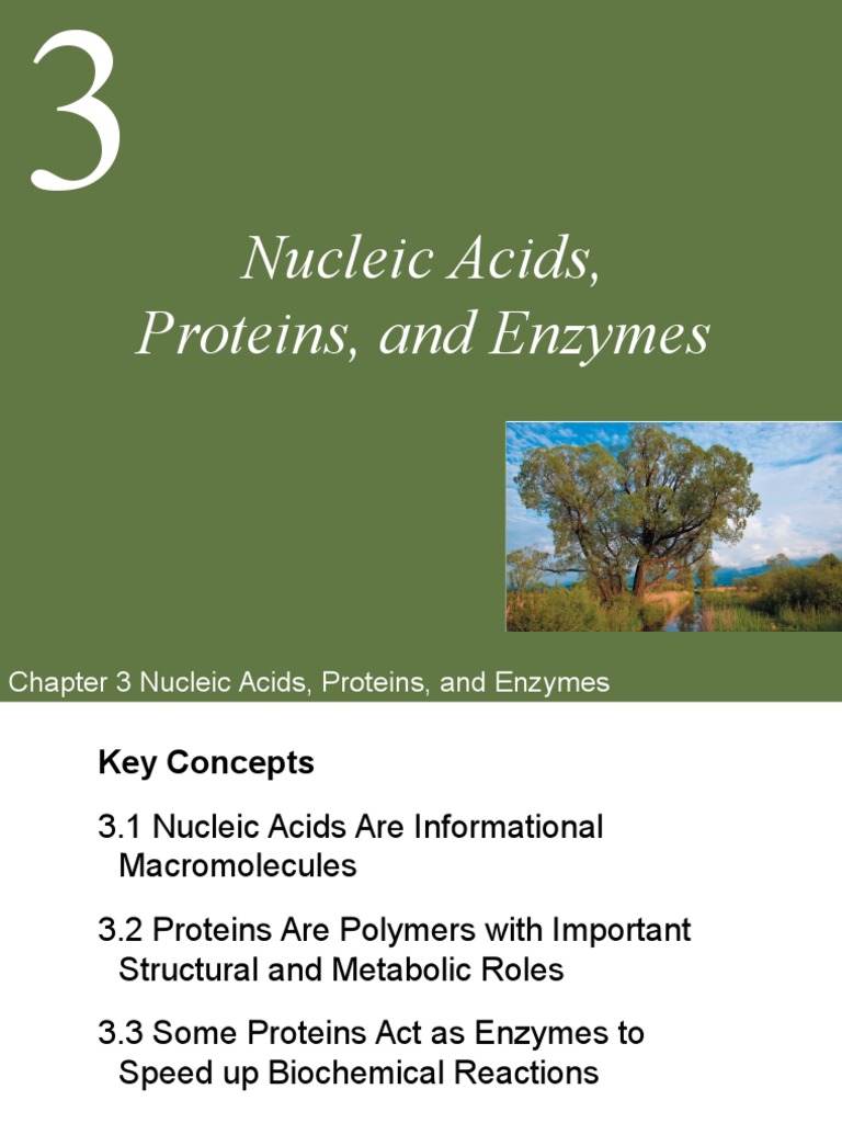 PoL2e Ch03a LectureNucleic Acids Proteins and Enzymes PDF Nucleic