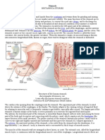 Stomach Esophagus Chyme