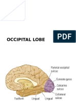 OCCIPITAL LOBE FUNCTION AND DISORDERS