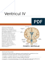 Ventricul IV