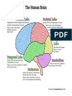The Human Brain Diagram 2