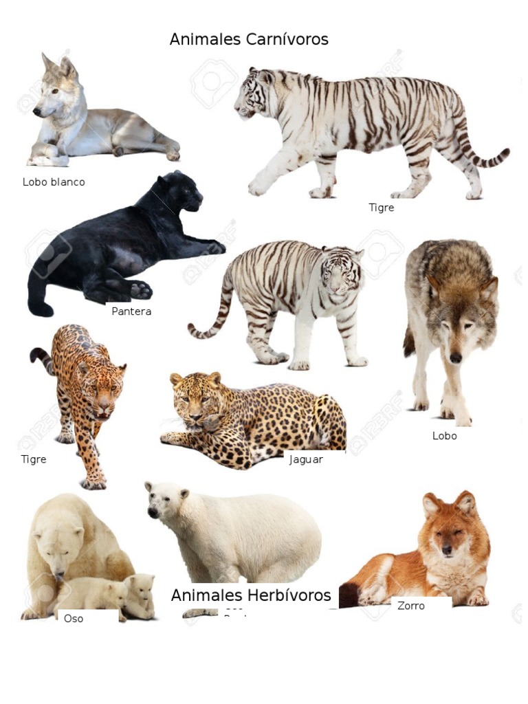 Animales Carnivoros + Herbivoros | PDF