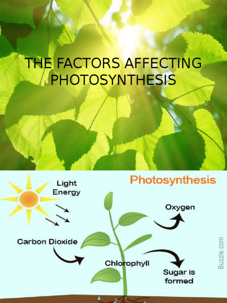 The Factors Affecting Photosynthesis | PDF | Photosynthesis | Carbon ...