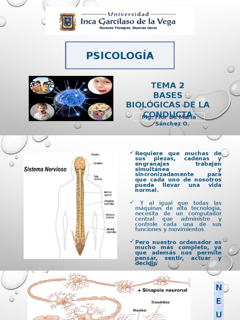 Psicología Tema 2 Bases Biológicas De La Conducta