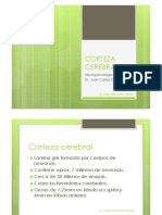 CORTEZA CEREBRAL.pdf