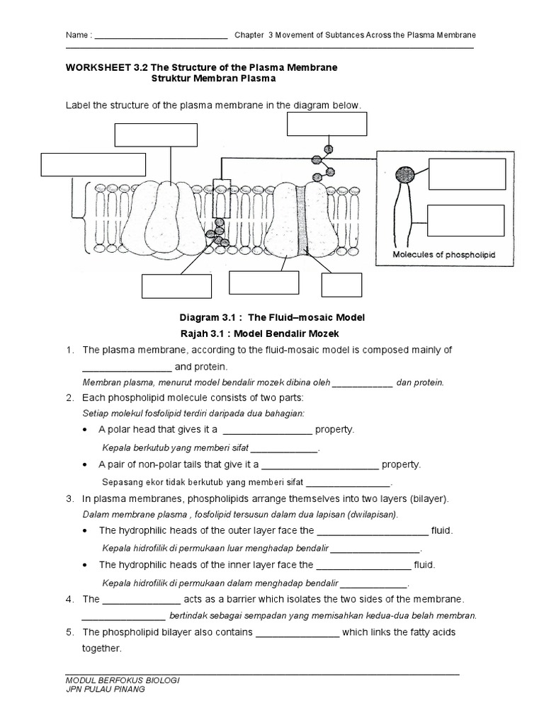 Worksheet 3 2 The Structure Of The Plasma Membrane Pdf Cell Membrane Lipid Bilayer