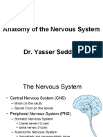 Anatomy of the Nervous System -222