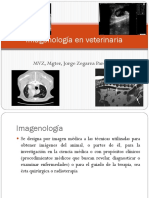 Imagenología veterinaria: radiografía, ecografía y resonancia magnética