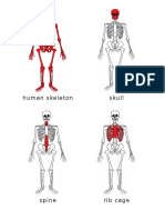 Skeleton Nomenclature 1