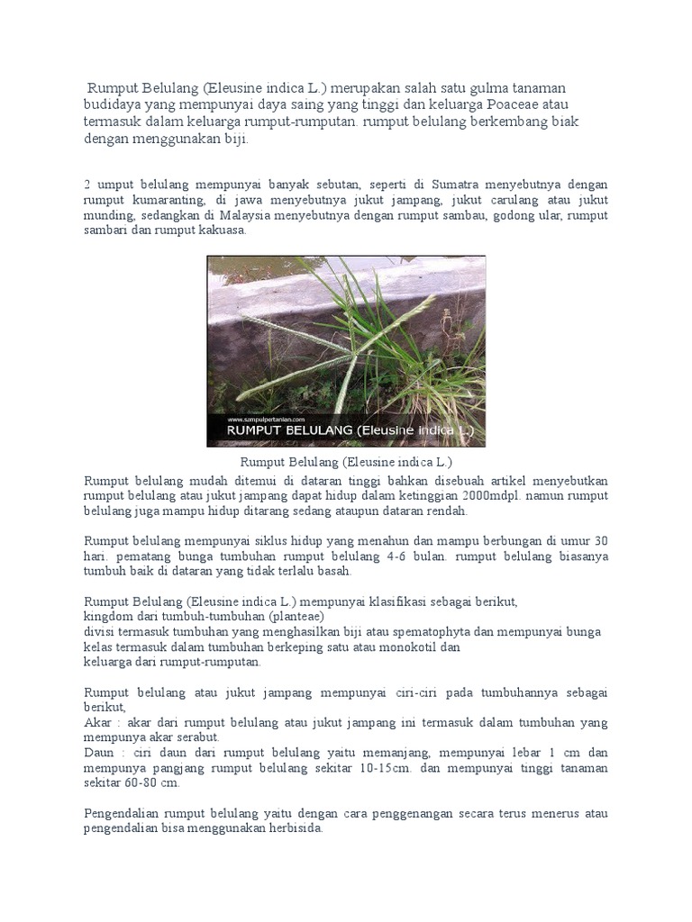 Manfaat dan Karakteristik Rumput Belulang | PDF